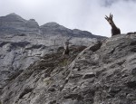 Les habitants des lieux