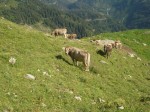 un rien nous réconforte après ce maltraitage de nerfs, c est quand même beau les vaches
