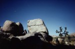 Joshua Trees