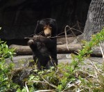 J avoue, celle là je l ai prise au zoo, mais si j ai fait la lopette c est pour qu elle soit plus nette, donc c est dans votre intérêt