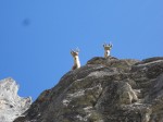 Et les bouquetins du bivouac qui sont toujours là (vu aussi un aigle, mais pas facile de dégainer rapidement avec ces bestiaux, donc pas de photos d aigle)