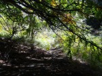 Parc naturel de l Etna, des forêts  fabuleuses