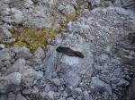 une chaussette à Emilio?