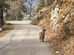 il doit y avoir de la femelle dans l air, car le gêneur que je suis est complément ignoré