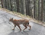 Pas farouche pour un sou la bestiole, probablement autre chose que ma petite personne dans son viseur.