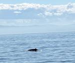 Un petit rorqual est venu s ébattre quelques minutes, pour notre plus grand plaisir de simples touristes.