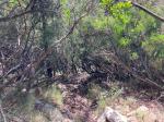 reste à redescendre en traversant le maquis corse, et dire que nous étions exactement sur le bon sentier