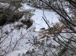 Ambiance un peu plus forestière que la veille à Anzère